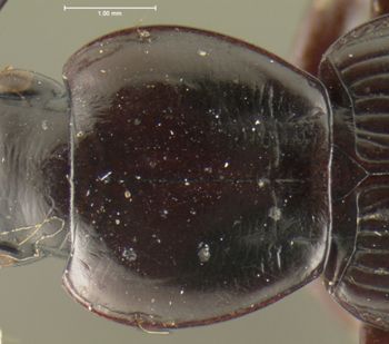 Media type: image; Entomology 23873   Aspect: pronotum dorsal